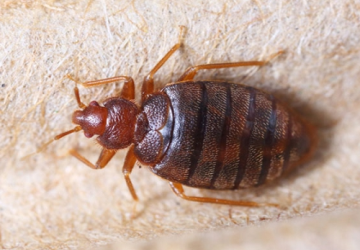 Bed Bugs Control Service In Coimbatore