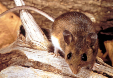 Rodent Control Service Coimbatore